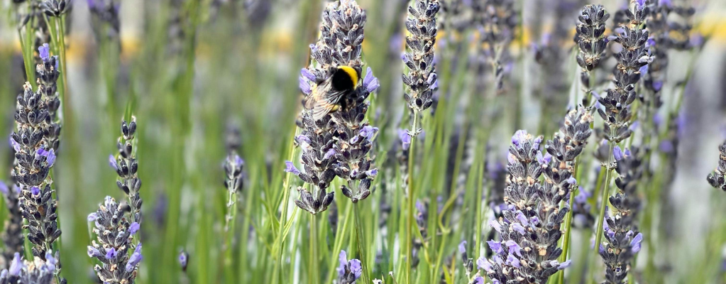 Bloeiende borderplanten voor een kleurrijke tuin