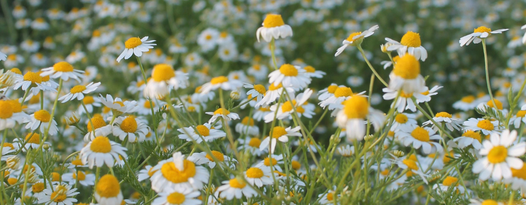 Winterharde borderplanten