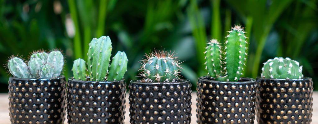 Cactus Stekjes