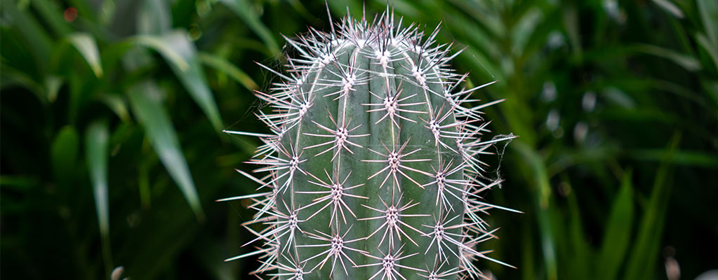 Zuilcactus - Pachycereus 