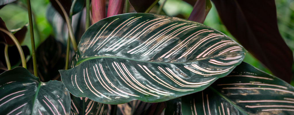 Calathea Ornata