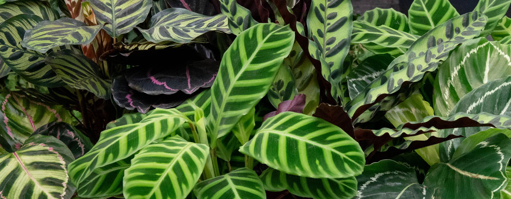 Calathea - Pauwenplant