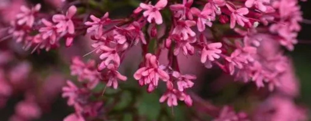 Centranthus ruber – De kleurrijke spoorbloem voor jouw tuin
