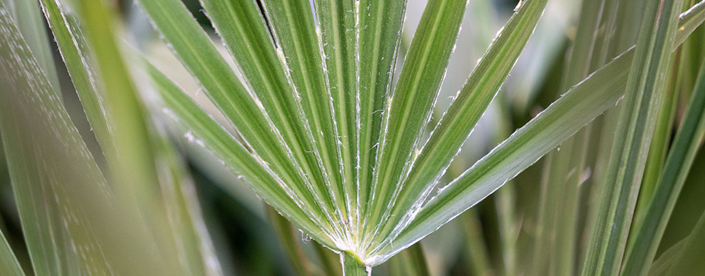 Chamaerops Humilis - Dwergwaaierpalm