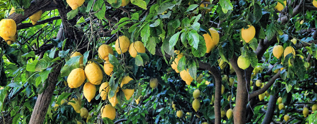 Fruitbomen en -struiken