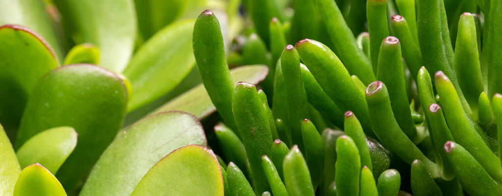 Crassula - Jade plant