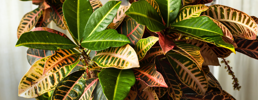 Croton Codiaem - Wonderstruik