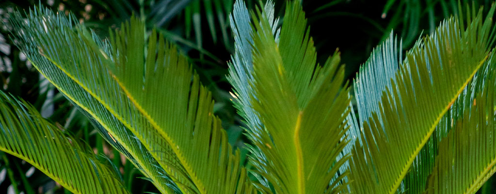 Cycas - Vredespalm