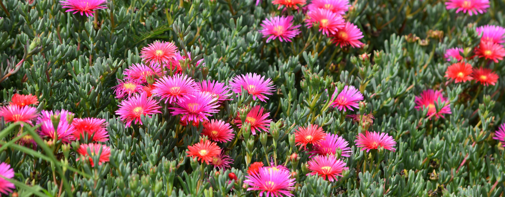 Delosperma – Een kleurrijke en winterharde ijsbloem voor jouw tuin