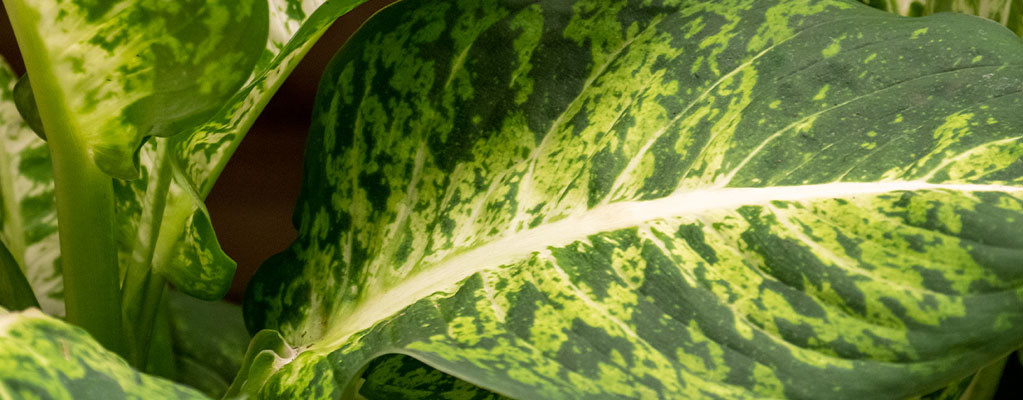 Dieffenbachia - Dief van Bagdad