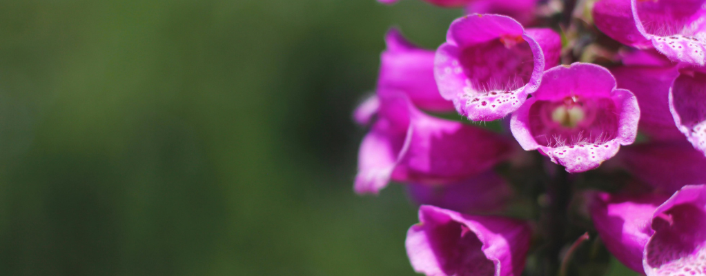 Vingerhoedskruid – een prachtige toevoeging aan je tuin