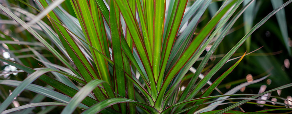 Dracaena Marginata