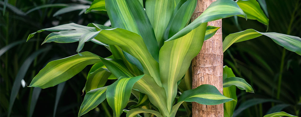 Dracaena Massangeana