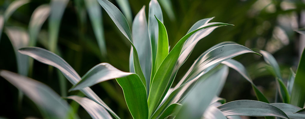 Dracaena Reflexa