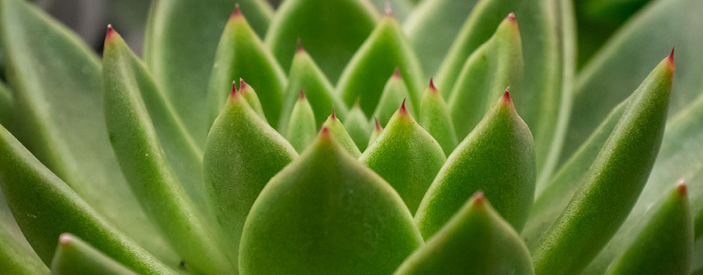 Echeveria - Succulent