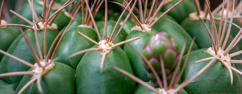 Echinocactus - Bolcactus
