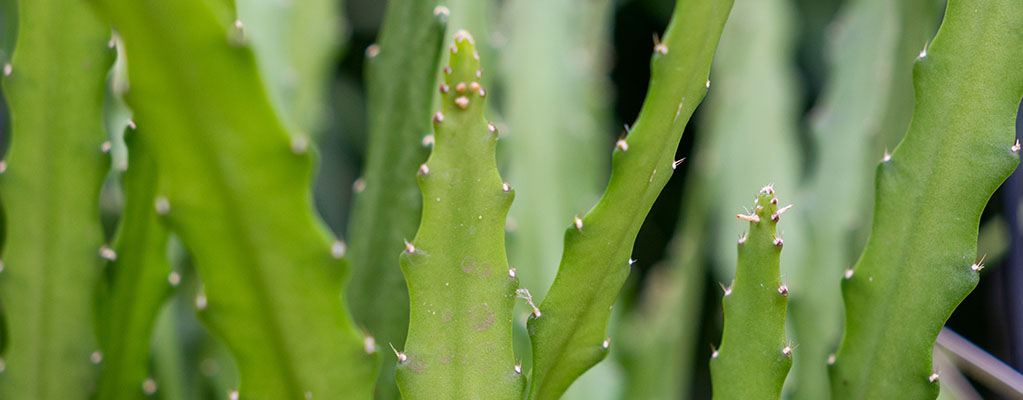 Epiphyllum - Zaagcactus