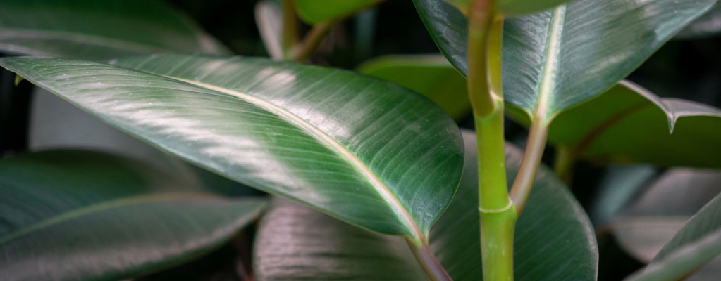 Ficus Elastica - Rubberboom