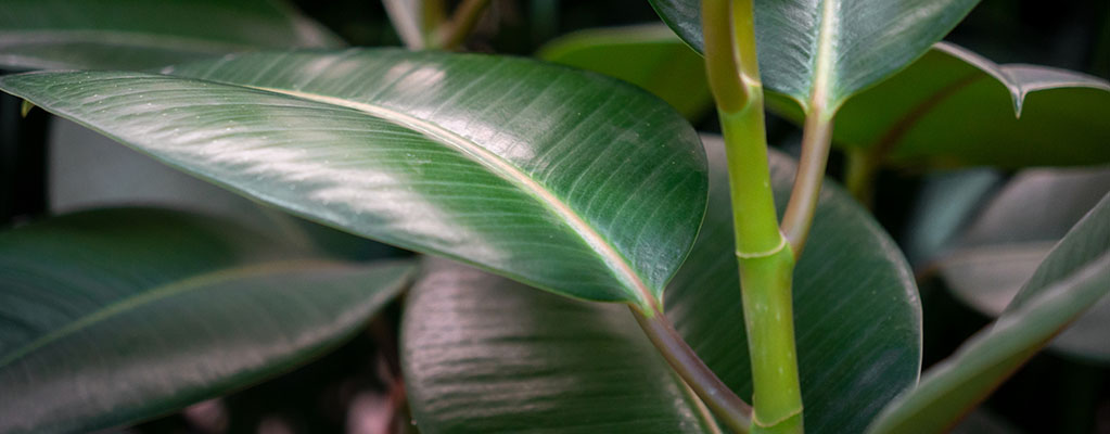 Ficus Robusta - Rubberplant