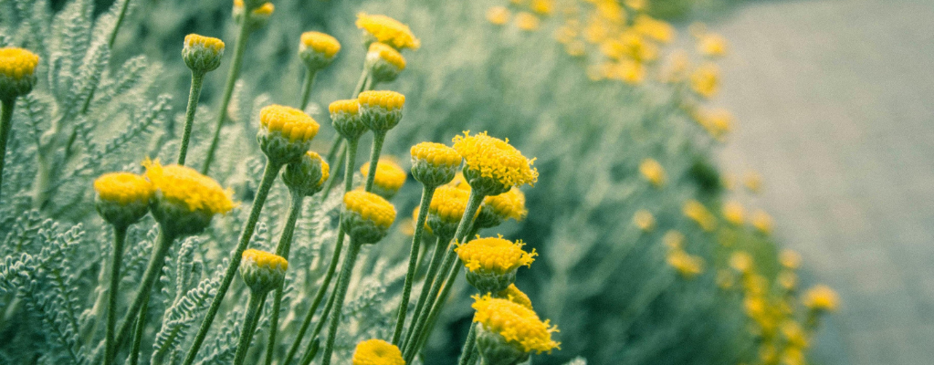 Gele vaste planten