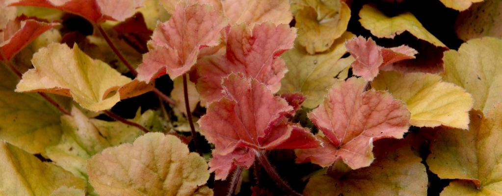 Roze en rode tuinplanten 