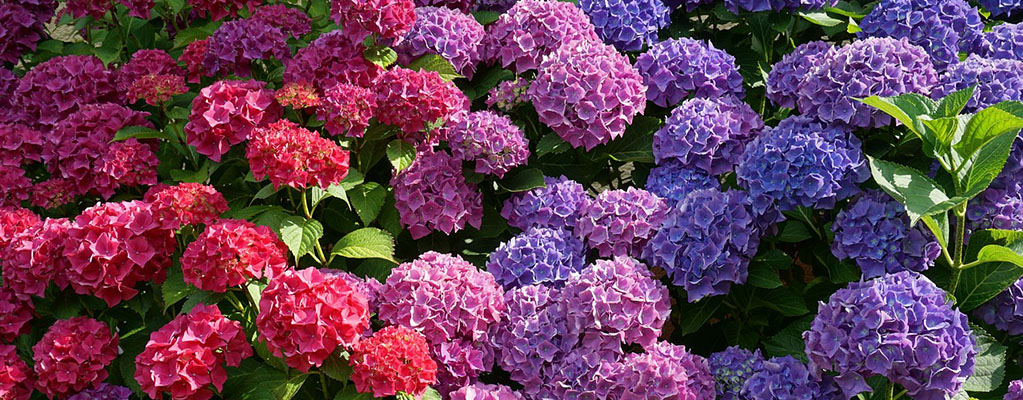 Hortensia - Hydrangea