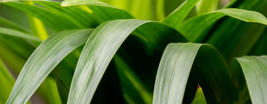 Kentia palm - Howea Forsteriana