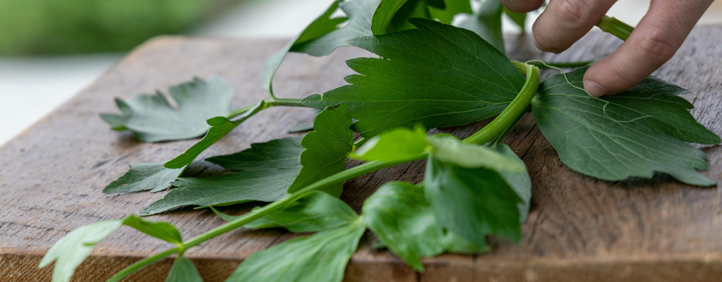 Lavas: een veelzijdige en aromatische plant