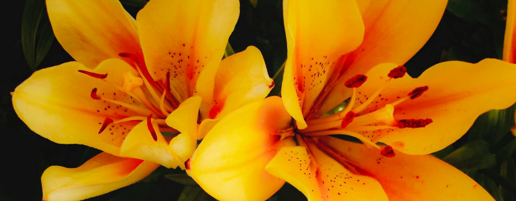 Lilium