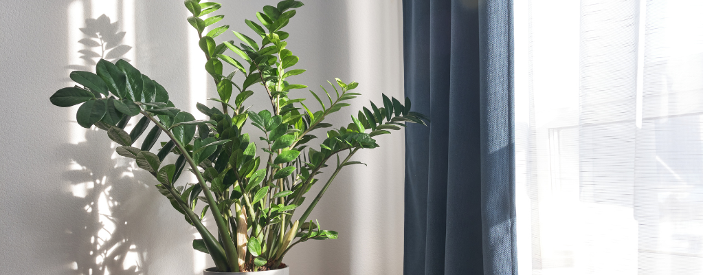 Makkelijke en sterke kamerplanten