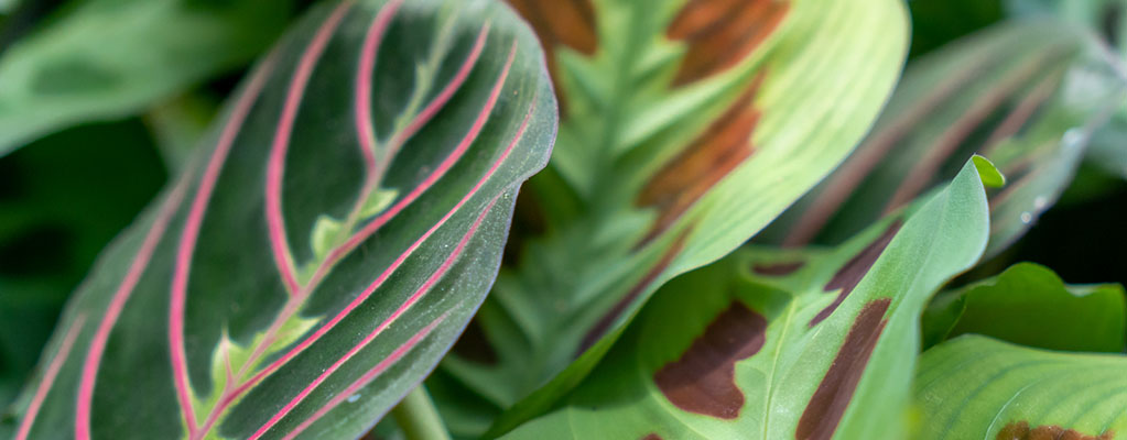 Maranta - Prayer Plant