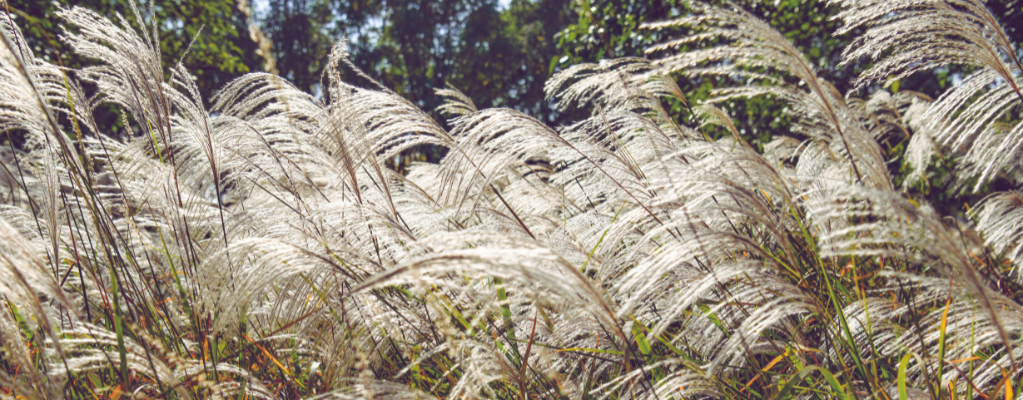 Miscanthus: Een sierlijk prachtriet voor jouw tuin