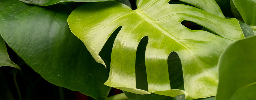 Monstera - Hydrocultuur