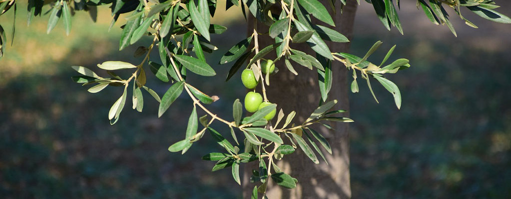 Mediterrane planten 