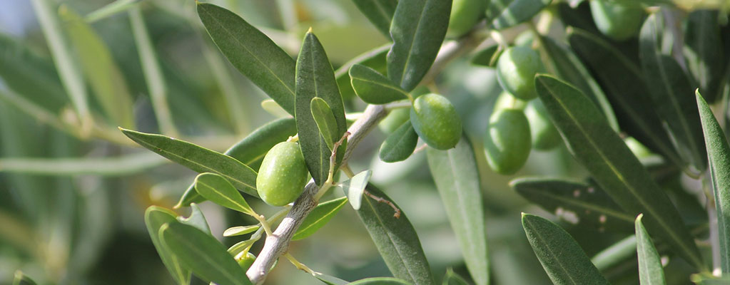 Olijfboom (Olea europaea)