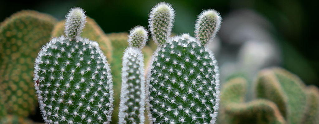 hulp in de huishouding Aktentas pin Opuntia (Schijfcactus) kopen? - 123planten.nl