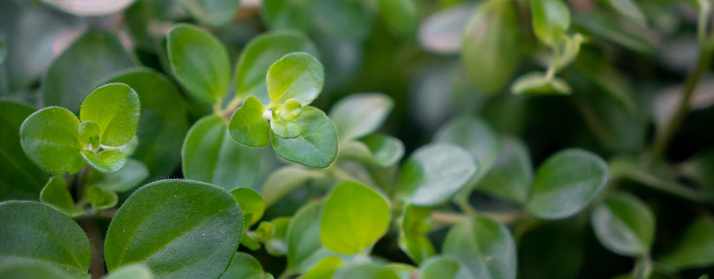 Peperomia Rotundifolia