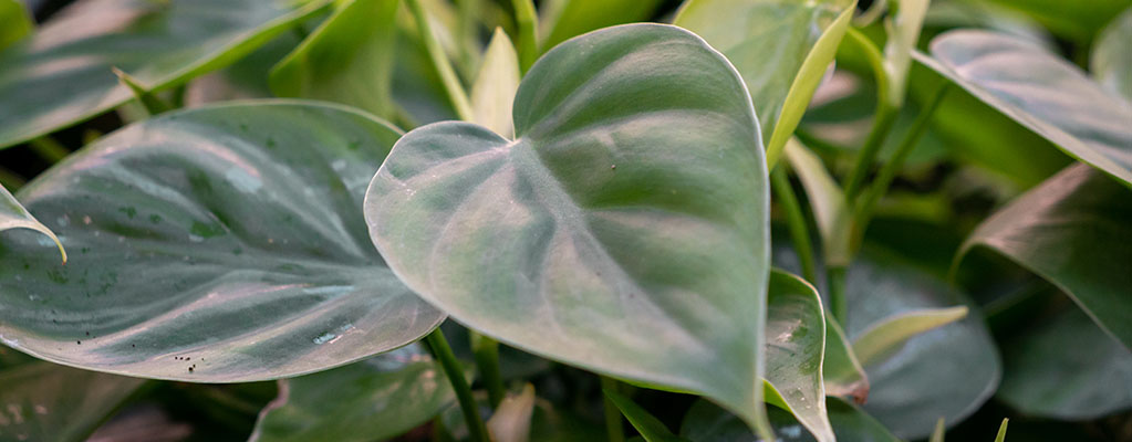 Philodendron (Gatenplant) - Hydrocultuur