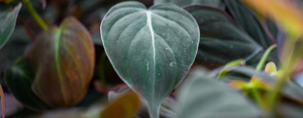 Philodendron Micans