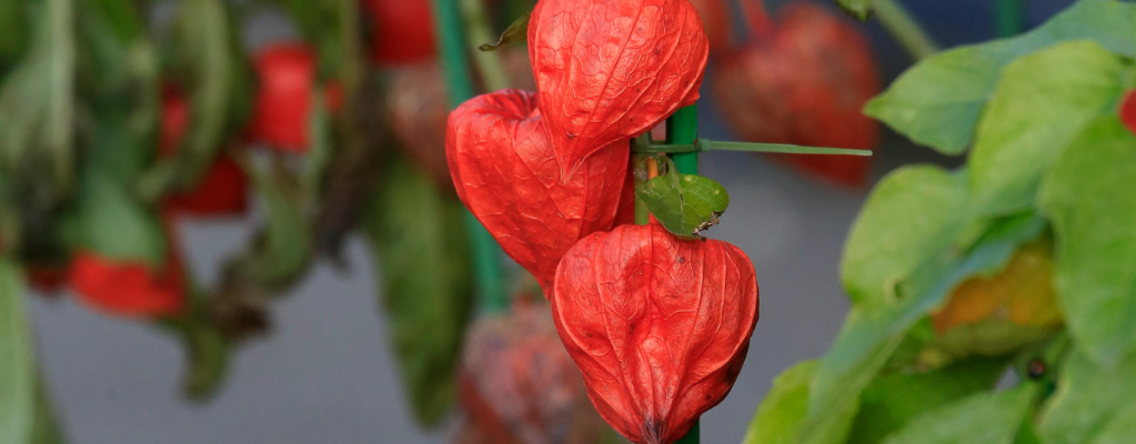 Physalis - De kleurrijke lampionplant voor jouw tuin
