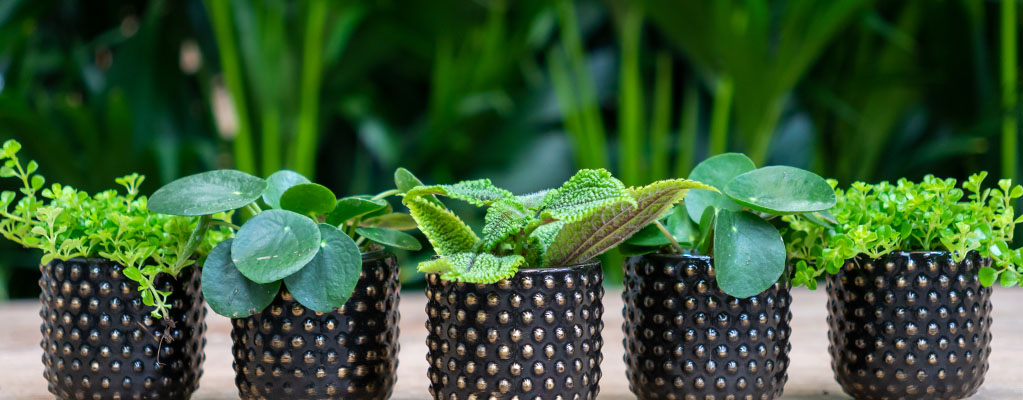 Pilea stekjes