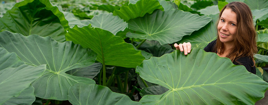 Kamerplanten met grote bladeren