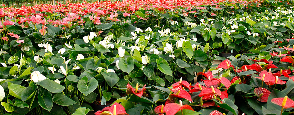 Bloeiende kamerplanten