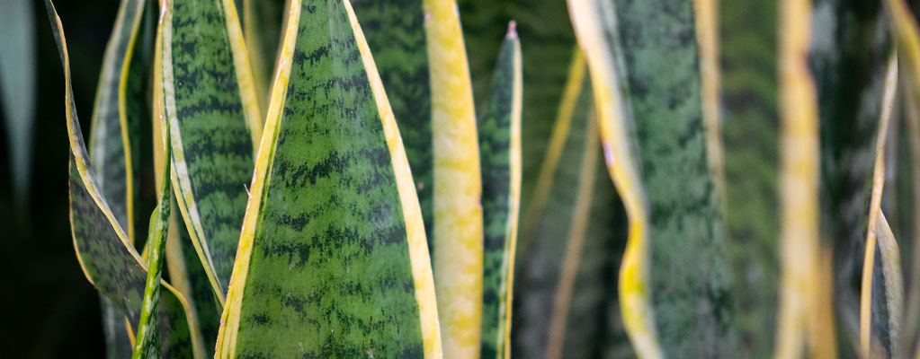 Sansevieria - Hydrocultuur