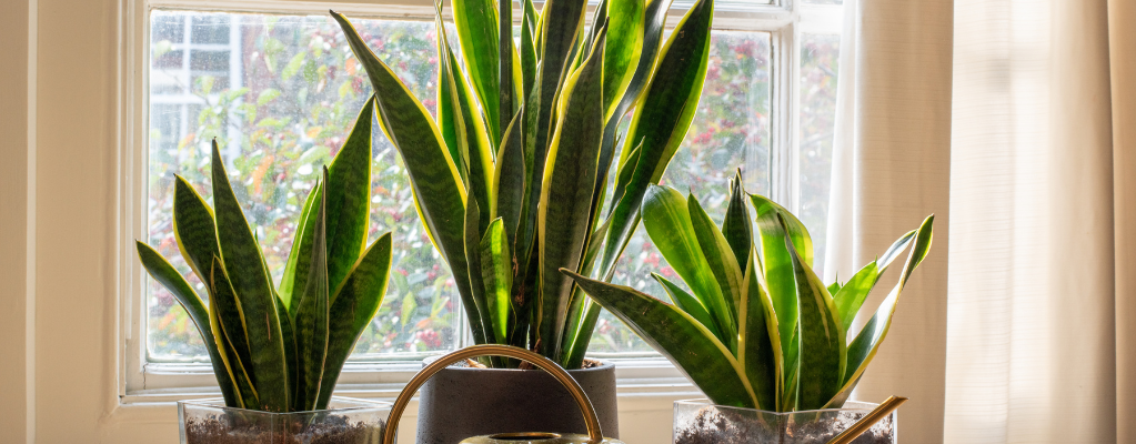 Sansevieria - Vrouwentong