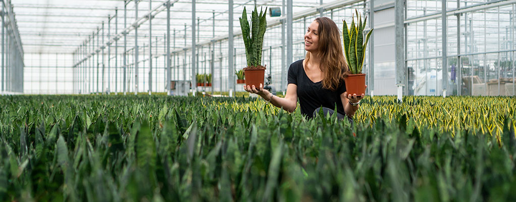 Sansevieria - Vrouwentong