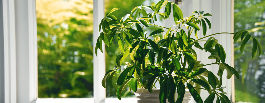 Schefflera - Vingerplant