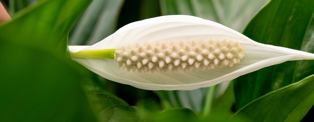 Spathiphyllum - Hydrocultuur