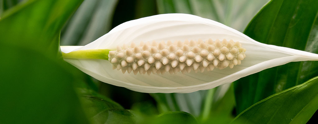 Spathiphyllum - Lepelplant