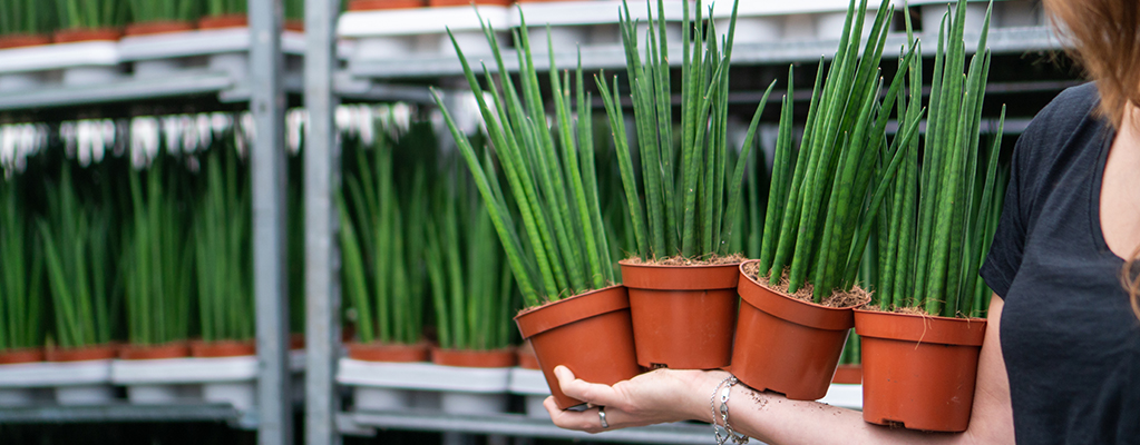 Makkelijke en sterke kamerplanten